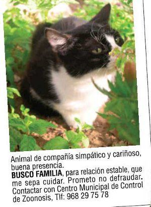 Cartel campaña del programa de adopción de mascotas