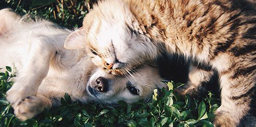PROGRAMA DE ADOPCIÓN de animales de compañía