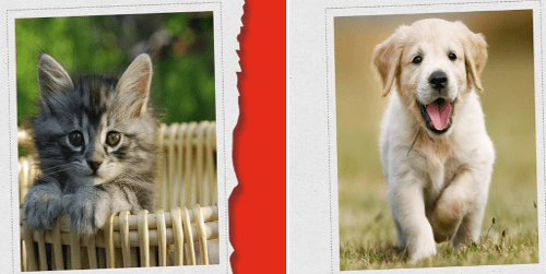 Adoptar no cuesta nada