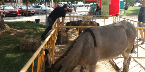 Adopta en la feria de animales autóctonos