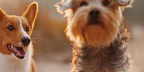 30.000 euros de subvenciones destinadas a programas de protección y adopción de animales. Convocatoria abierta